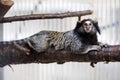Callithrix penicillata, Black-tufted marmoset Royalty Free Stock Photo