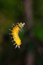 Callizygaena ada Zygaenidae caterpillar