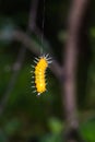 Callizygaena ada Zygaenidae caterpillar