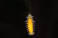 Callizygaena ada Zygaenidae caterpillar