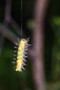 Callizygaena ada Zygaenidae caterpillar