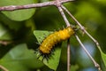 Callizygaena ada Zygaenidae caterpillar