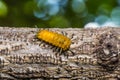 Callizygaena ada Zygaenidae caterpillar