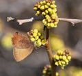 Callophrys augustinus Royalty Free Stock Photo