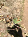 Juniper hairstreak