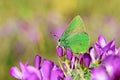 Callophrys paulae butterfly on flower