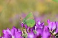 Callophrys paulae butterfly on flower