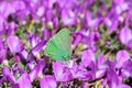 Callophrys paulae butterfly on flower