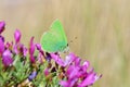 Callophrys paulae butterfly on flower