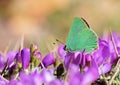 Callophrys paulae butterfly on pink flower