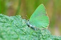 Callophrys paulae butterfly on rhubarb leaf