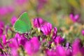 Callophrys Paulae 130