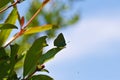 Callophrys paulae, the Pfeiffer`s green hairstreak butterfly