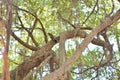 Callosciurus erythraeus on the banyan tree Royalty Free Stock Photo