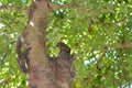 Callosciurus erythraeus hanging from a banyan tree climbing, hanging, running, playfully chasing Royalty Free Stock Photo