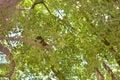 Callosciurus erythraeus hanging from a banyan tree climbing, hanging, running, playfully chasing Royalty Free Stock Photo