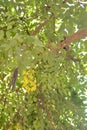 Callosciurus erythraeus hanging from Cassia fistula by its tail, eating the flowers and fruits of Cassia fistula Royalty Free Stock Photo