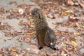 Callosciurus erythraeus eating flower buds Royalty Free Stock Photo