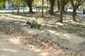 A Callosciurus erythraeus lying on a stone brick disguised as a banyan tree root Royalty Free Stock Photo