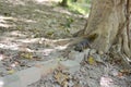 A Callosciurus erythraeus lying on a stone brick disguised as a banyan tree root Royalty Free Stock Photo