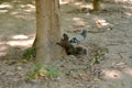 Callosciurus erythraeus and Pigeon competing for hazelnuts Royalty Free Stock Photo