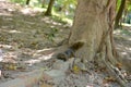 A Callosciurus erythraeus lying on a stone brick disguised as a banyan tree root