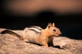 Callospermophilus lateralis squirrel at Lassen Volcanic National Park Royalty Free Stock Photo