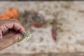 calloused cactus after drying the cut holding in hand. selective focus Royalty Free Stock Photo