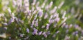 Calluna blosoom Royalty Free Stock Photo