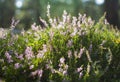 Calluna blosoom Royalty Free Stock Photo