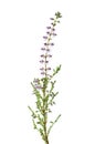 Calluna branch with very small flowers of light lilac color isolated on white background.  Close-up. Selective focus Royalty Free Stock Photo