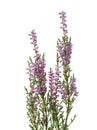 Calluna branches with flowers isolated on white background Royalty Free Stock Photo