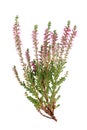 Calluna flowers heather on white background Royalty Free Stock Photo