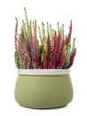 Calluna flowers in vase Royalty Free Stock Photo