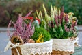 Calluna, hebe and kalanchoe