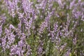 Calluna vulgaris