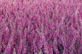 Purple homogenous background of calluna vulgaris Royalty Free Stock Photo