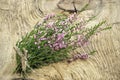 Calluna vulgaris (common heather) flowers Royalty Free Stock Photo