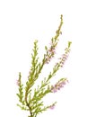 Calluna vulgaris , common heather Royalty Free Stock Photo