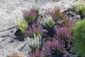 Calluna vulgaris Erica carnea winter heath in the snow