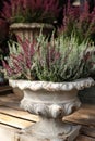 Calluna vulgaris flowering plant family Ericaceae in the beautiful ceramic flowers pot.