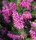 Calluna vulgaris in a garden Royalty Free Stock Photo