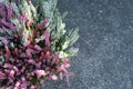 Calluna vulgaris or Heather flowers as floral border on concrete background with copy space, top view Royalty Free Stock Photo