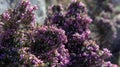 Calluna Vulgaris, heather, heath or ling blooming evergreen bush with purple flower. Blur background