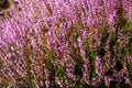 Calluna vulgaris known as common heather, ling, or simply heather.