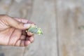 callused cactus closeup view with selective focus Royalty Free Stock Photo