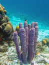 Callyspongia aculeata, commonly known as the branching vase sponge