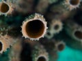 Callyspongia vaginalis, branching vase sponge. CuraÃÂ§ao, Lesser Antilles, Caribbean