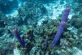 Purple vase sponge in coral reef landscape. Royalty Free Stock Photo