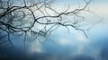 calm abstract tree branches